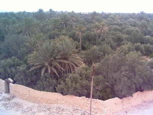 Palm groves