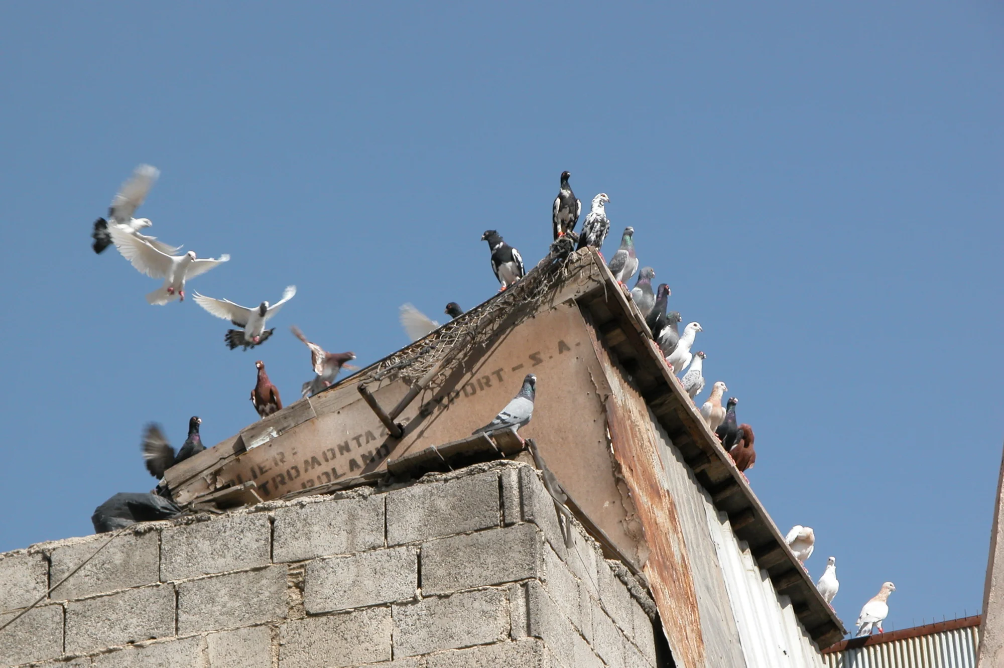 Ein Taubenschwarm in der Altstadt von Damaskus