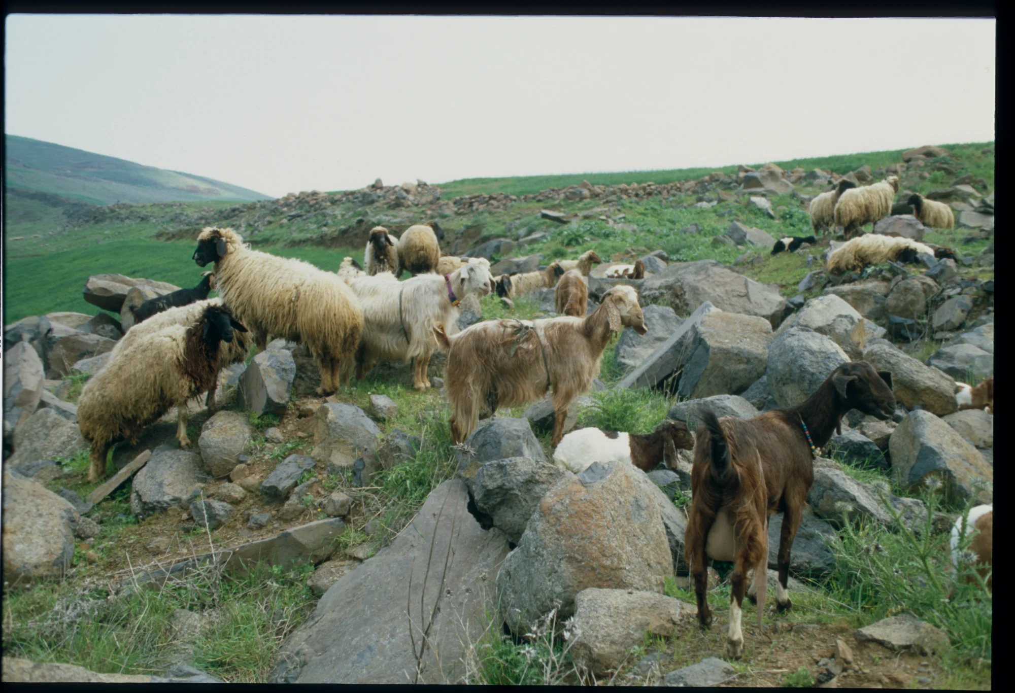 Weidende Schafe am Rande der Ghab-Ebene