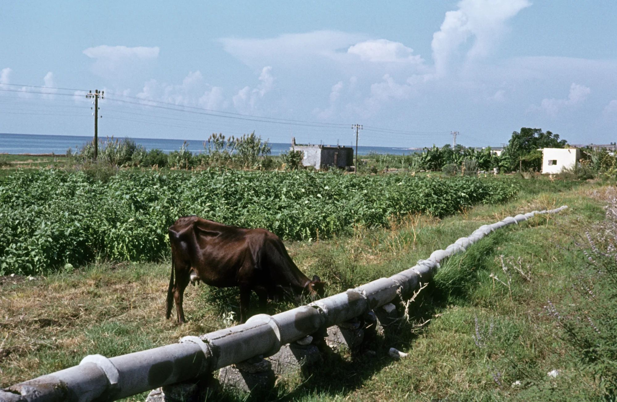 Landwirtschaft mit Bewässerungsrohr und Kuh an der Küste nahe Baniyas