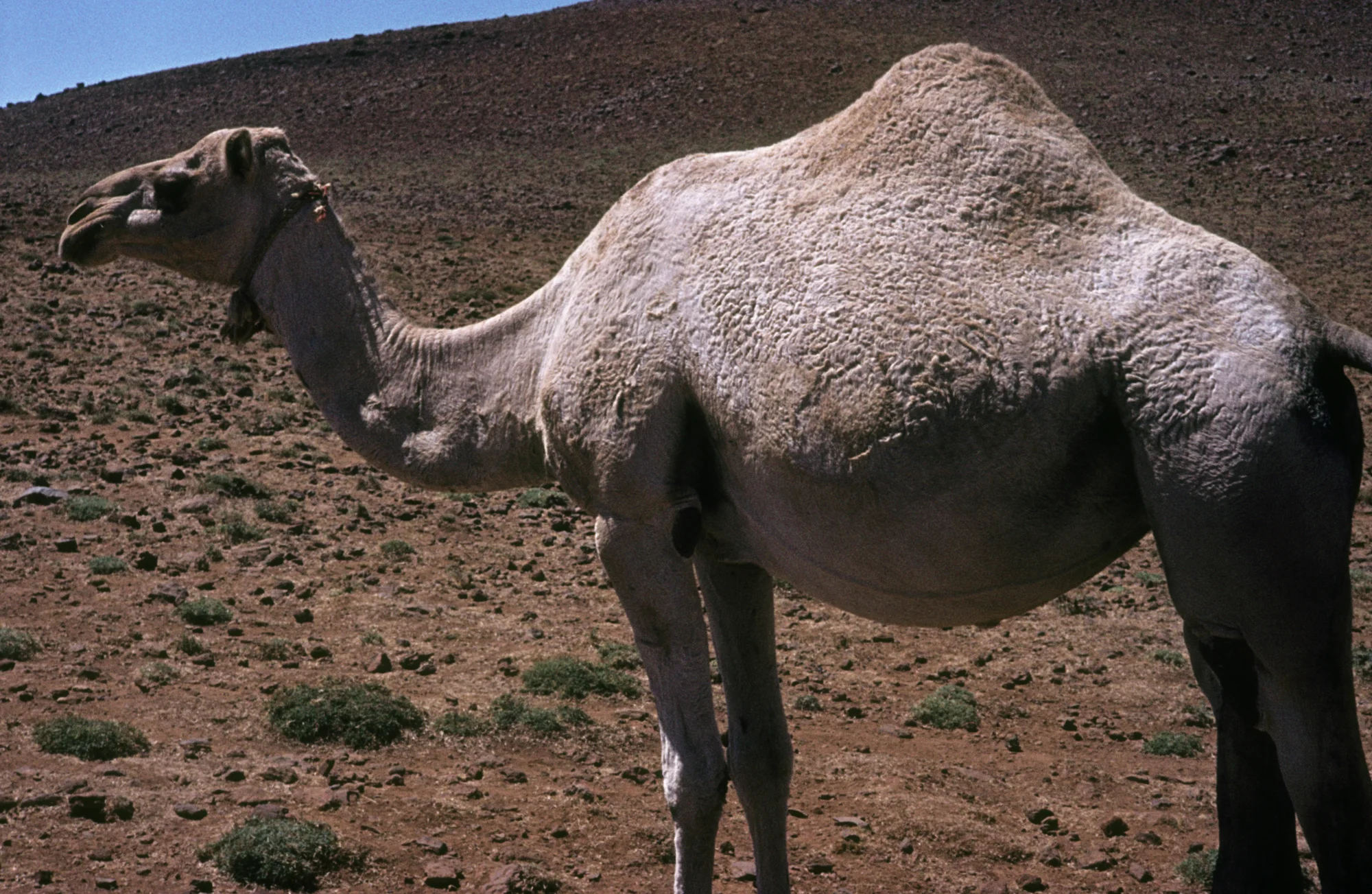 Jabal al-ʿArab, Camel