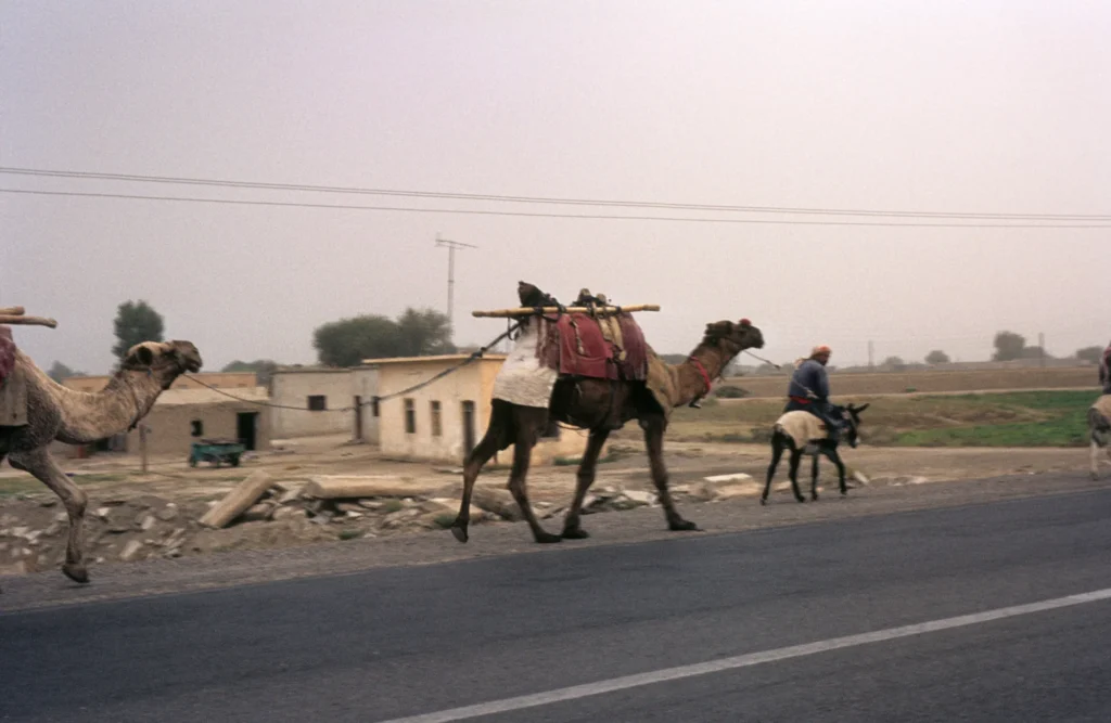 Camels and camel herder on way home after transporting cotton sacks in the fields of the Euphrates valley
