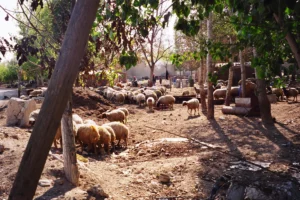 Herd of sheep in a grove of trees in the Ghouta