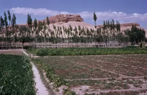 An agricultural field and poplar trees in Yabrud