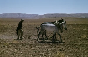 Hinterland of Yabrud in the early sixties: Ploughing with wooden plough, pulled by two horses