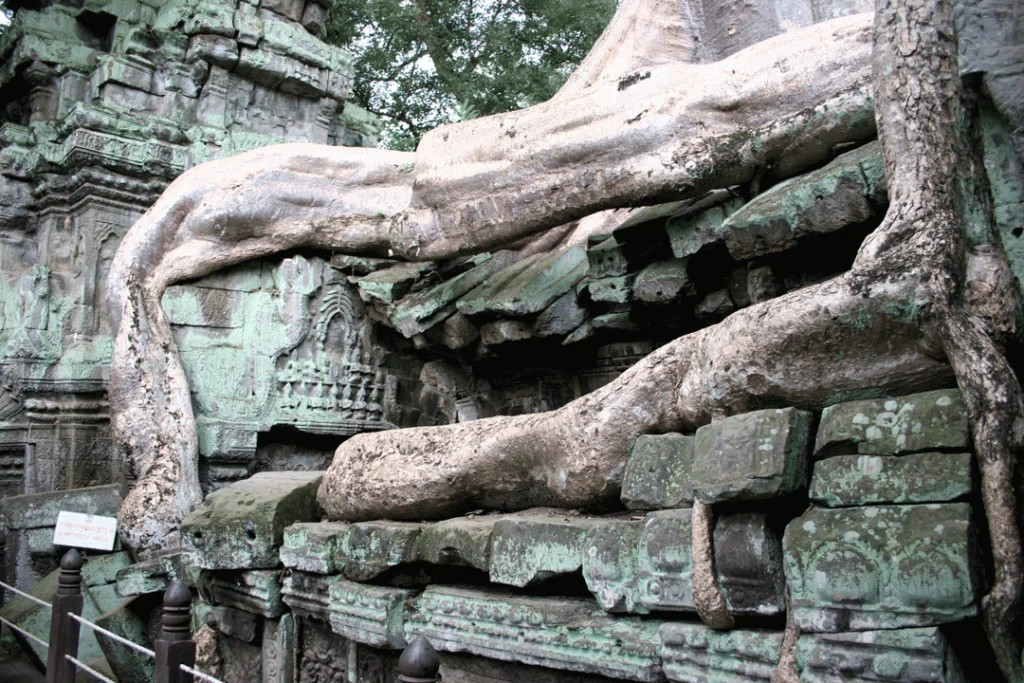 Damage pattern, biological colonization, roots of a tree, Angkor Wat, Cambodia